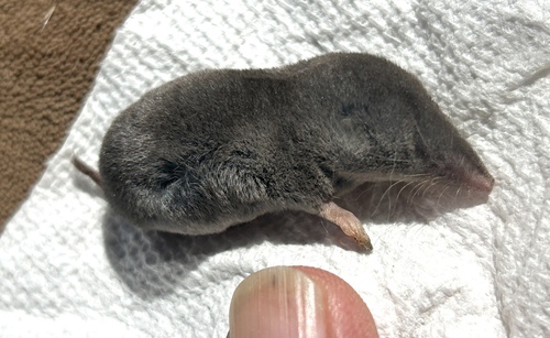 North American Least Shrew observed by northcut1