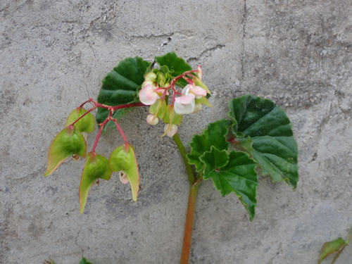 Fischer's begonia (Begonia fischeri)