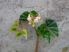 author not stated, no rights reserved Begonia fischeri, photograph author not stated, no rights reserved
