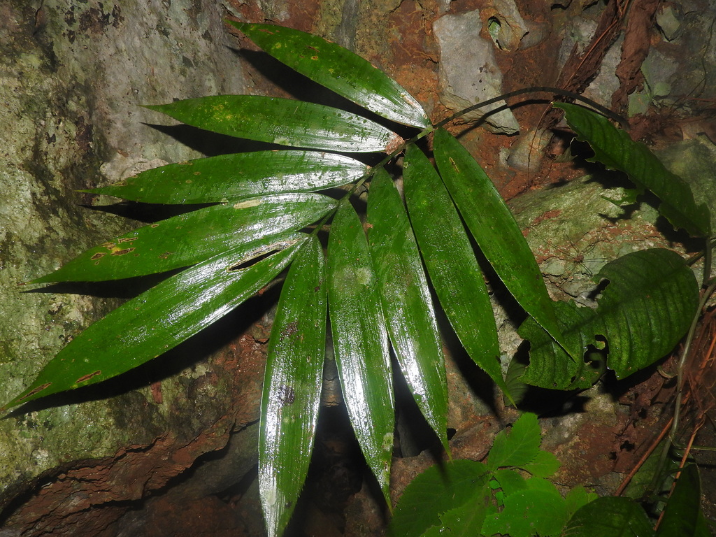 Zamia cremnophila