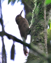 Dendrocolaptes picumnus