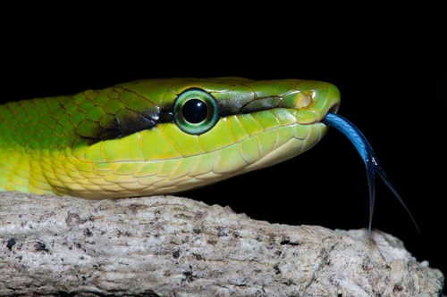 Red-tailed Green Ratsnake, Gonyosoma oxycephalum