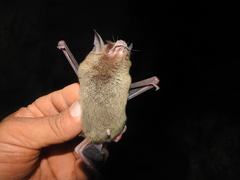 Pteronotus mesoamericanus