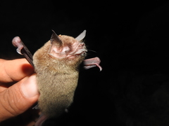 Pteronotus mesoamericanus