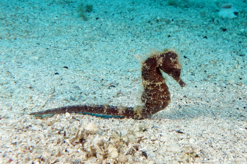 Sombere zeepaardje (Hippocampus fuscus) — Syngnathidae — 4