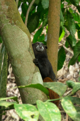 Saguinus weddelli weddelli