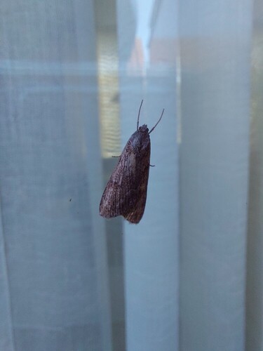 Horse Chestnut Moth, Breda West, Breda, Nederland, photo 9 of 10