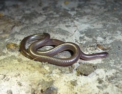 Leptotyphlops kafubi