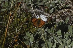 Lycaena salustius