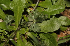 Ranunculus sprunerianus