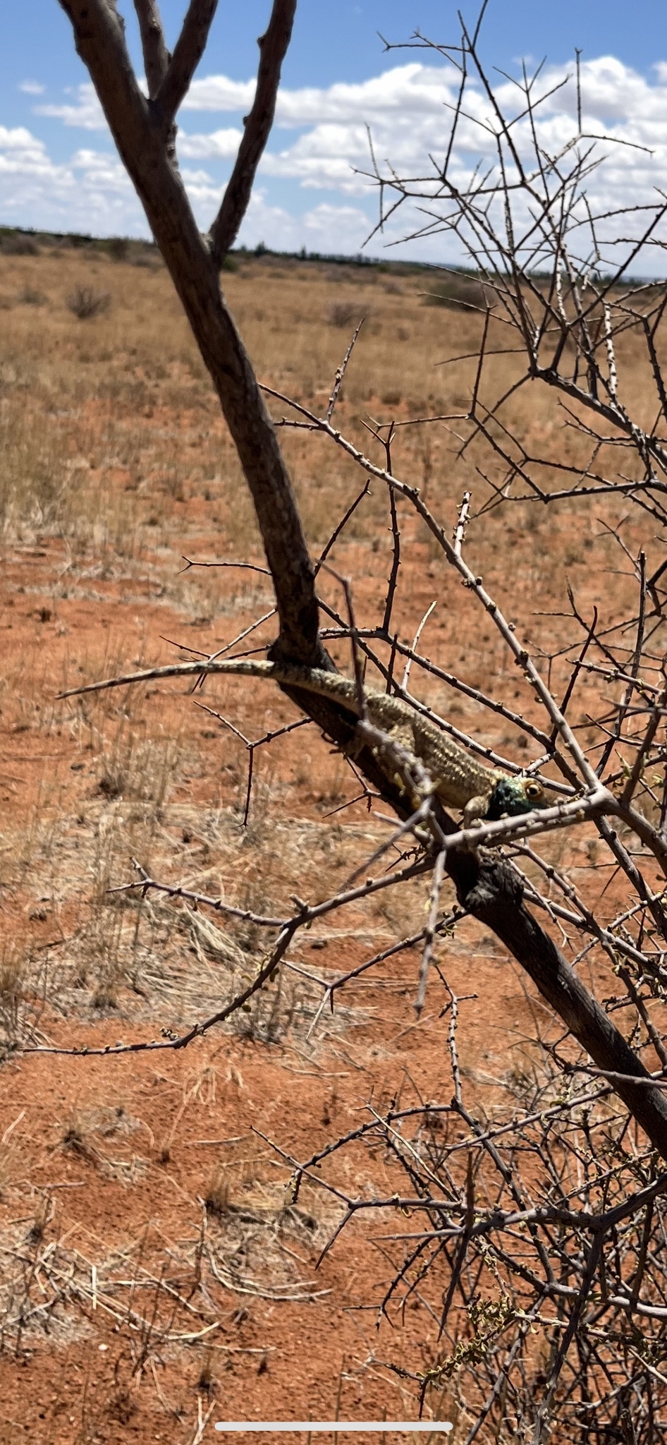 Agama aculeata Merrem, 1820