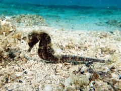 Sea Pony photo 1