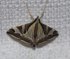 Agrioglypta excelsalis