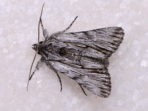 Calophasia barthae