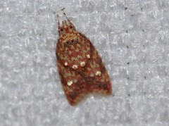 Lophopepla igniferella