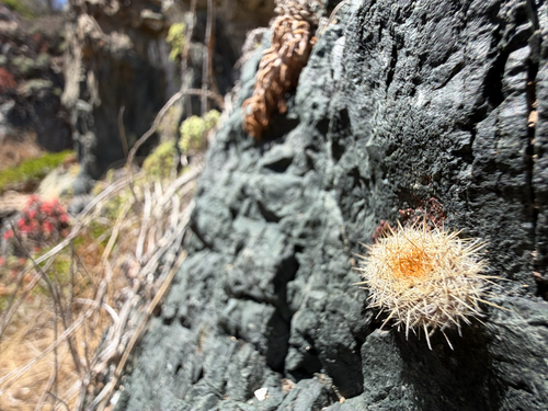 Eriosyce chilensis