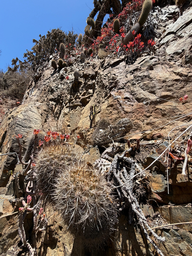 Eriosyce chilensis