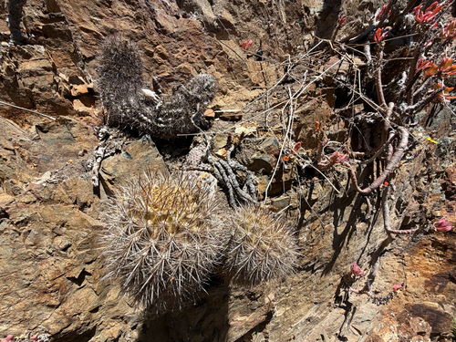 Eriosyce chilensis