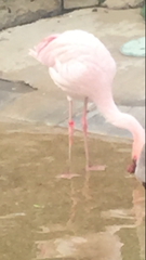 Phoenicopteridae