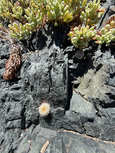 Eriosyce chilensis