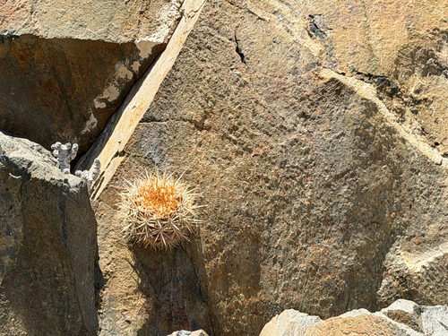 Eriosyce chilensis