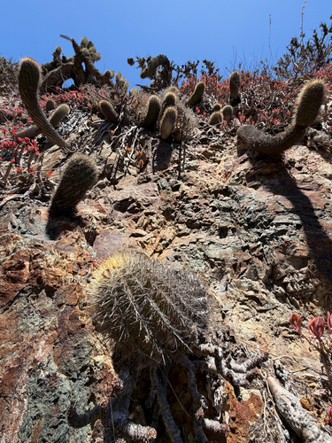 Eriosyce chilensis