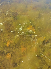 Callitriche longipedunculata