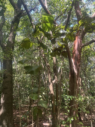 Grandleaf Seagrape (Coccoloba pubescens)