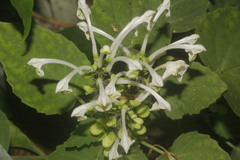 Scutellaria orichalcea