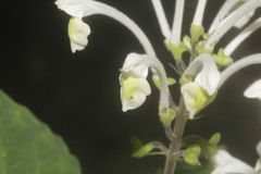 Scutellaria orichalcea