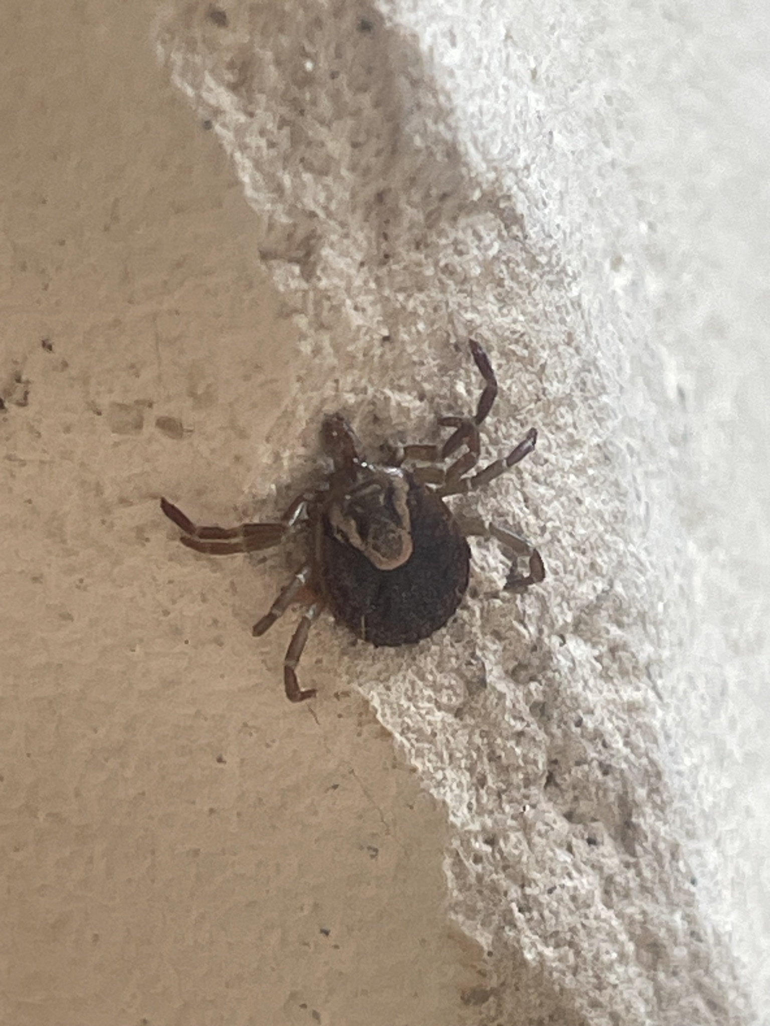Amblyomma cajennense Fabricius, 1787