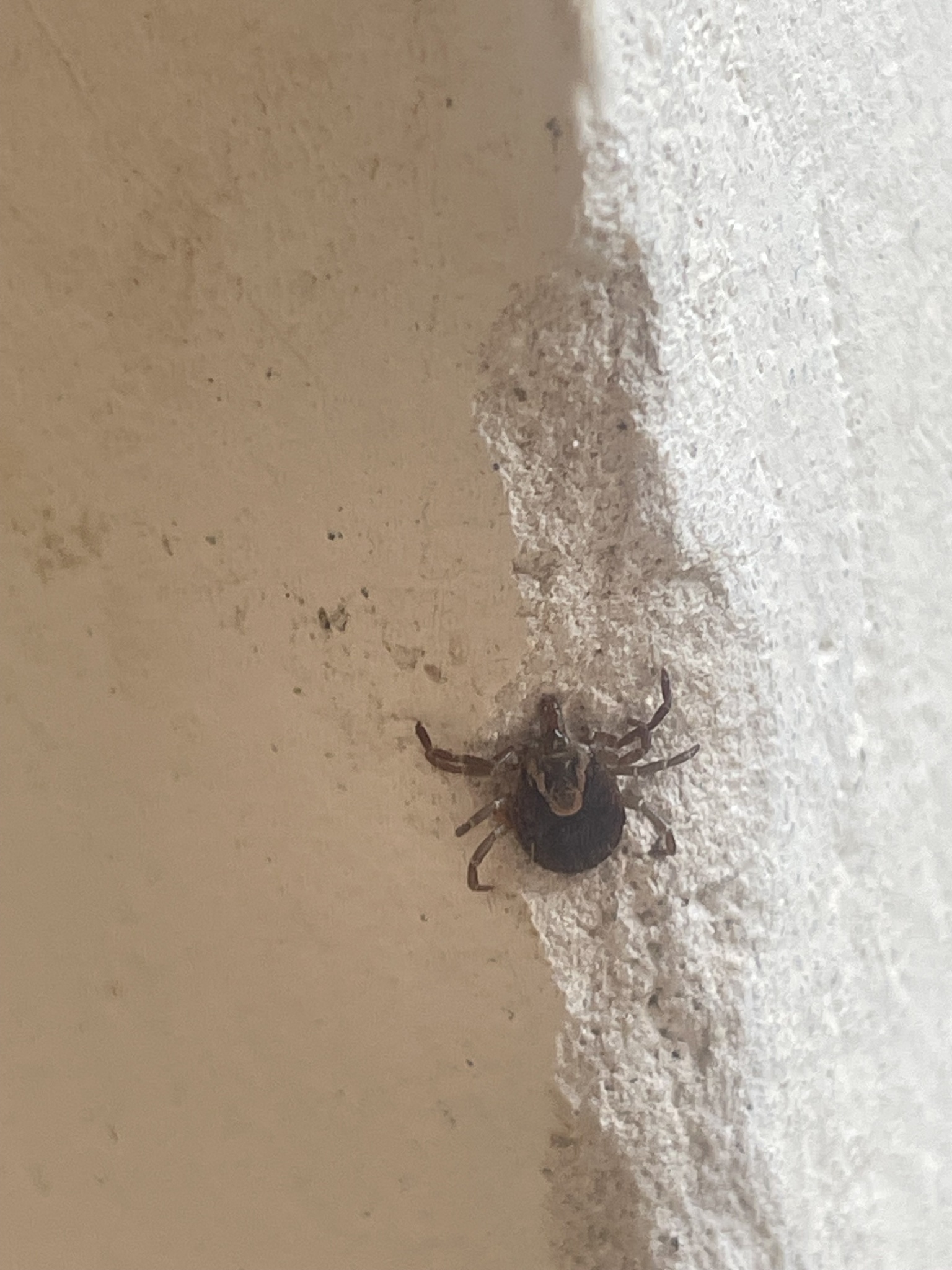 Amblyomma cajennense Fabricius, 1787