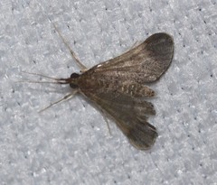 Piletocera macroperalis