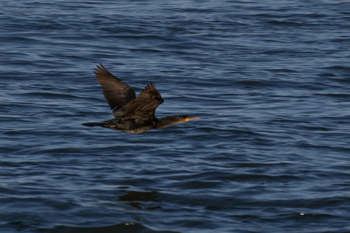 Double-crested Cormorant
