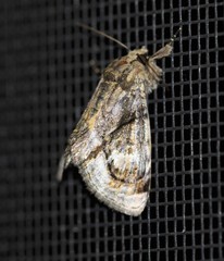Zalissa catocalina