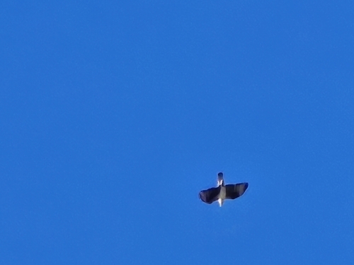 Bonelli's Eagle (Aquila fasciata), photo 3
