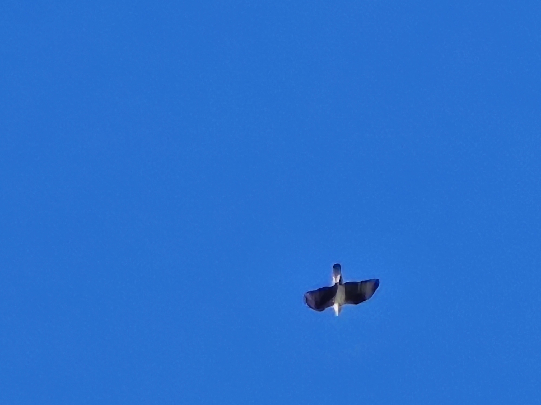Bonelli's Eagle (Aquila fasciata), photo 3