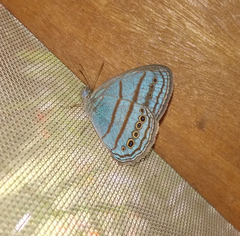 Caeruleuptychia twalela