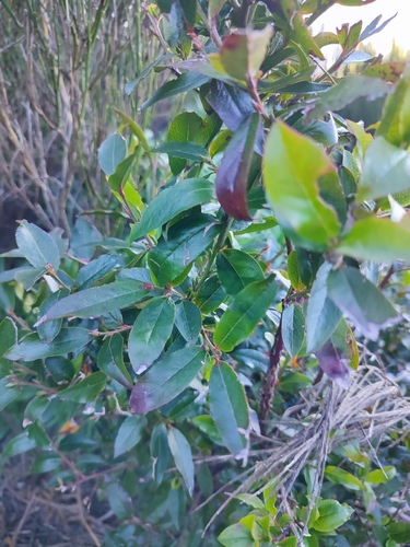 Vaccinium padifolium, photograph 6
