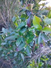 Vaccinium padifolium, photograph (c) K.P., some rights reserved (CC BY)