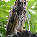 Striped Owl - Photo (c) meshachpierre, some rights reserved (CC BY-NC), uploaded by meshachpierre