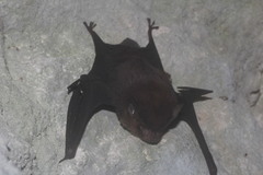 Balantiopteryx io
