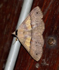 Ophyx eurrhoa