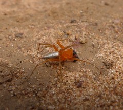 Oxyopes vogelsangeri
