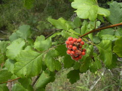 Rhus aromatica serotina