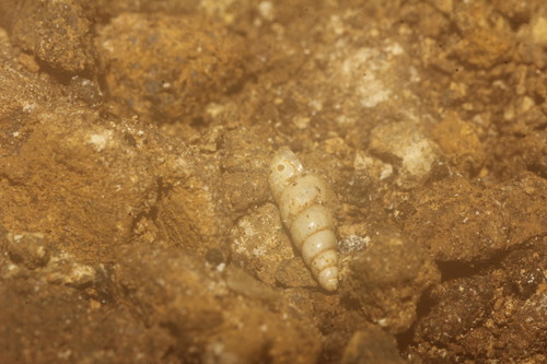 Mayaxis porrecta