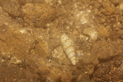 Mayaxis porrecta