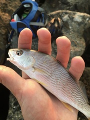 Umbrina roncador