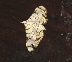 Aphytoceros lucusalis