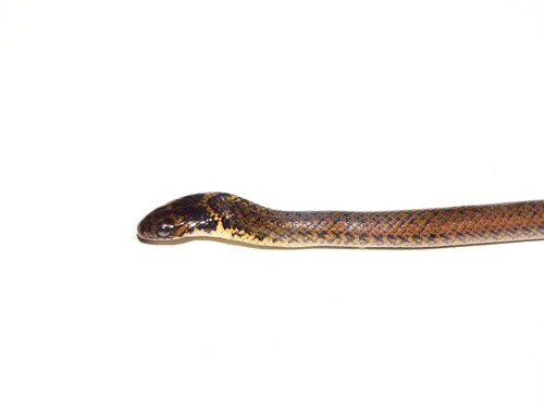 Golden Liophis